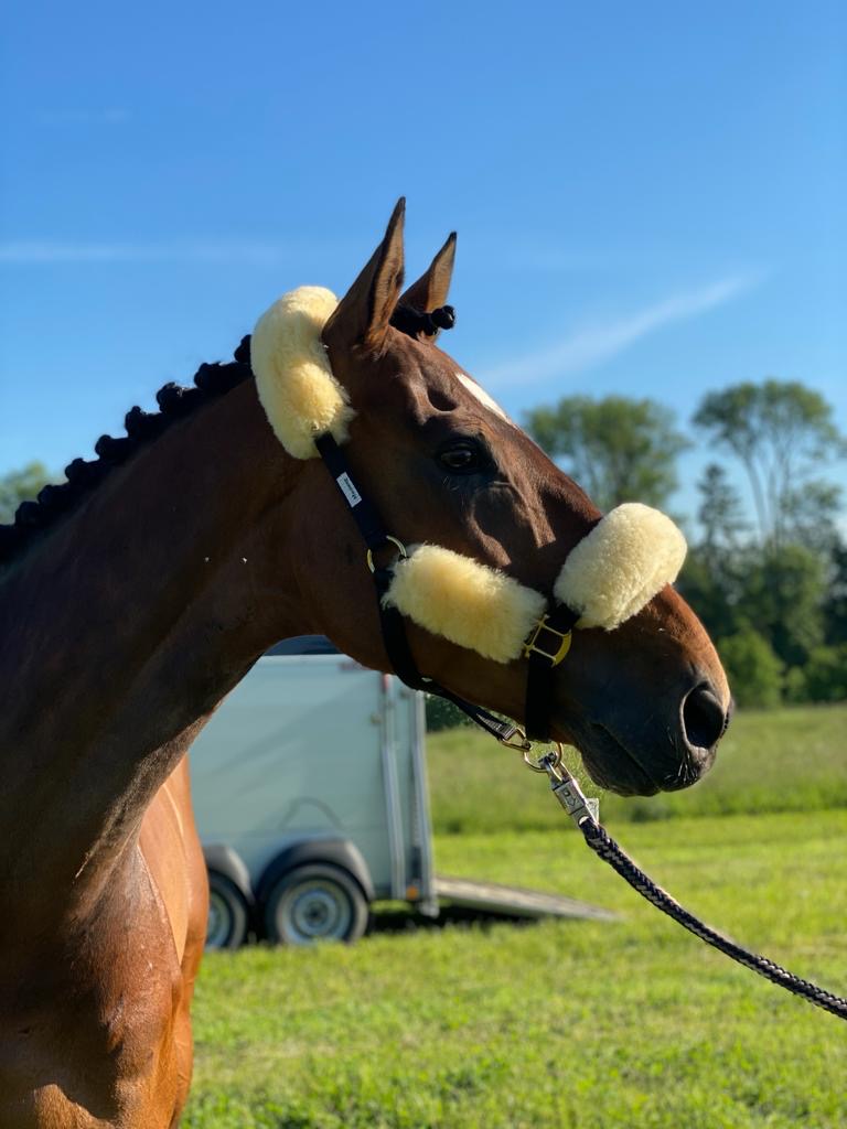 Pferd mit Zöpfen und Halfter.
